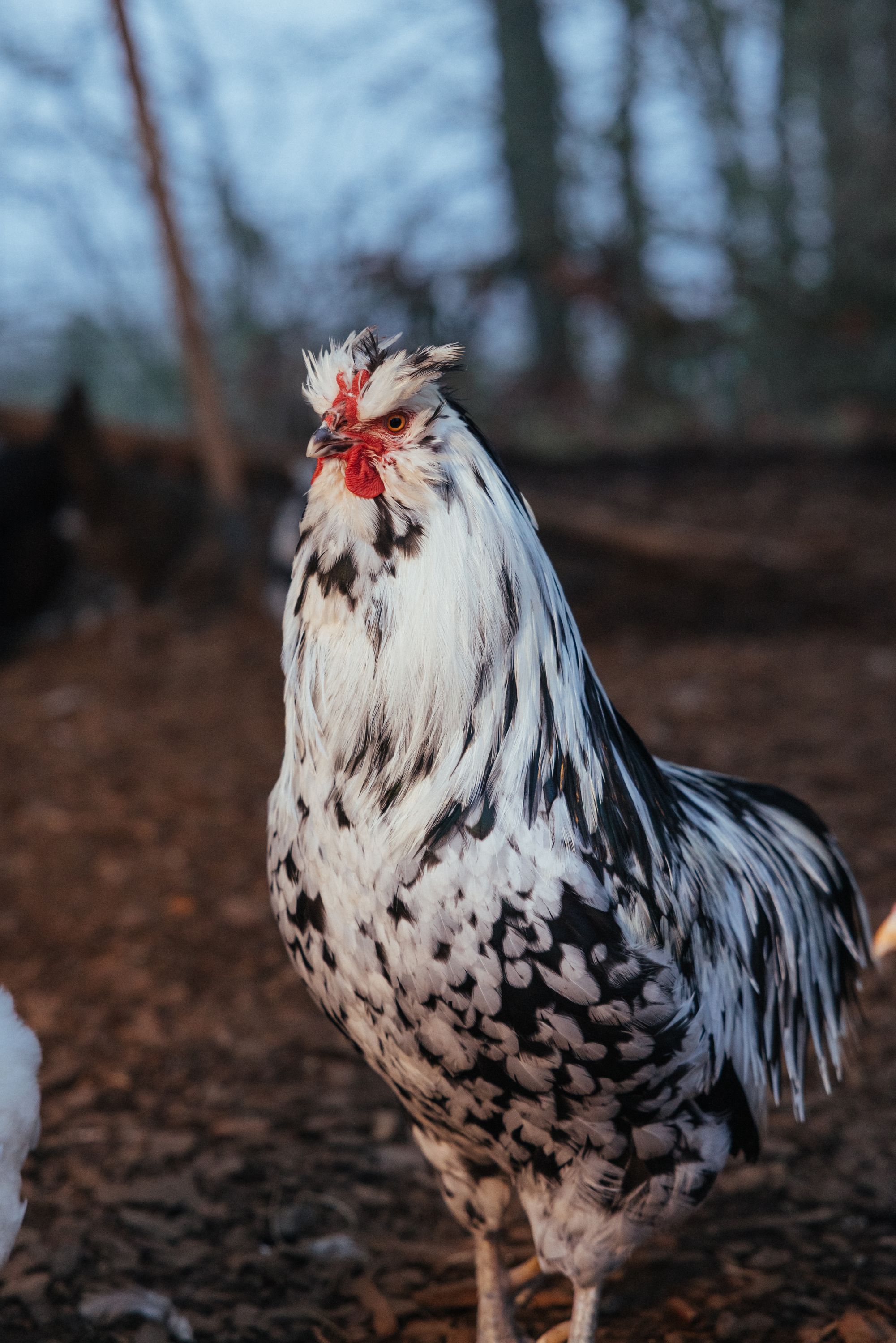 Ted, the nutty rooster